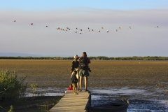 Observacio-aus-PN-Delta-Ebre.-Llacuna-del-Garxal