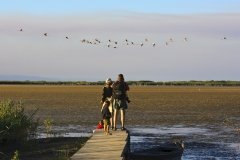 Observation des oiseaux-PN-Delta-Ebre.-Lacuna-del-Garxal