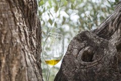 MFH_Oliveres03w