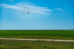 BUDDHA_Landscape_4