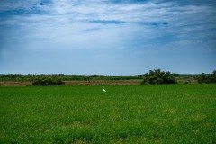 BUDDHA_Landscape_5
