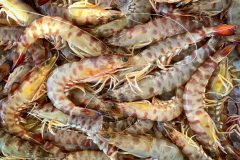 Llagostins de La Ràpita. Delta de l'Ebre. ©Patronat de Turisme Terres de l'Ebre. ARGO 15. Museu Marítim de Barcelona.