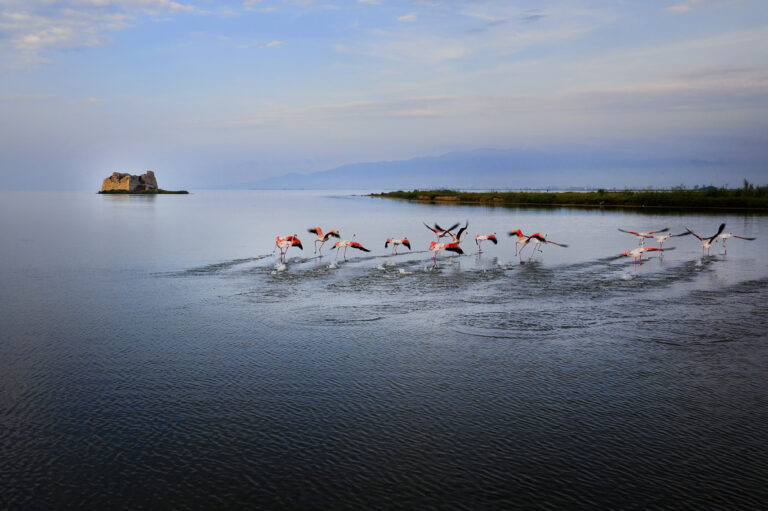 01.09.2019, Delta de l'Ebre (Tarragone) Rapport Gastronomique Delta de l'Ebre. Poblenou du delta. Flamenco et Torre de Sant Joan à als Alfacs.   Photo : Jordi Play