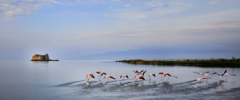 01.09.2019, Delta de l'Ebre (Tarragona) Reportatge Delta de l'Ebre gastronòmic. Poblenou del delta. Flamencs i Torre de Sant Joan als Alfacs. foto: Jordi Play