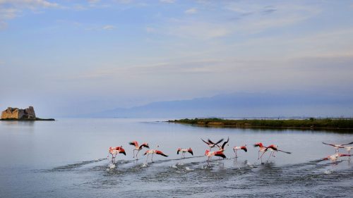 01.09.2019, Delta de l'Ebre (Tarragone) Rapport Gastronomique Delta de l'Ebre. Poblenou du delta. Flamenco et Torre de Sant Joan à als Alfacs.   Photo : Jordi Play